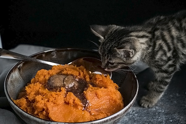 My sweet kitten trying to eat my sweet potatoes